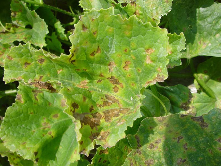 哈密瓜細(xì)菌性葉斑病如何防治？司普沃為您解答