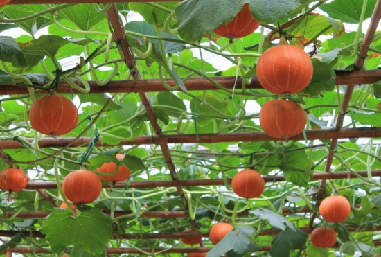 想要南瓜長(zhǎng)得好，施肥這點(diǎn)要知道