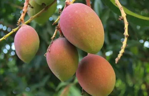 種植芒果不僅單靠田間管理，選用好的肥料也很關鍵