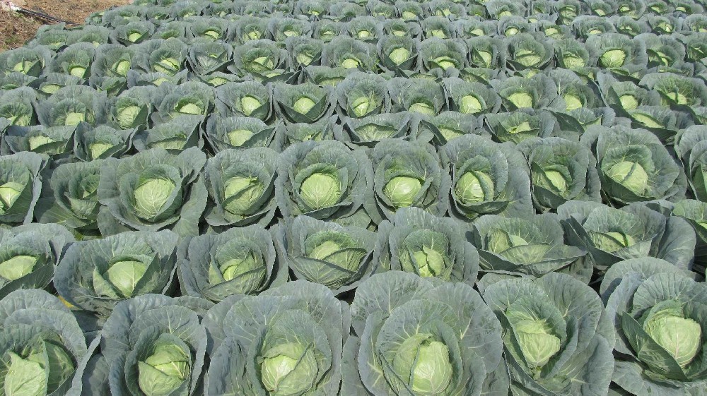 甘藍黑腐病用了它以后竟然完全好了