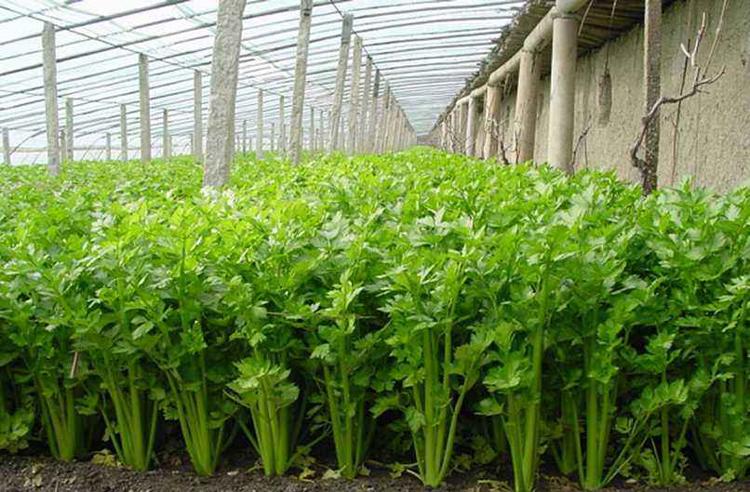 芹菜得了斑枯病，別急，司普沃為您解答