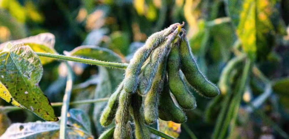 磷酸二氫鉀與“防凍”之間的關(guān)系！趕快來看，司普沃來告訴您