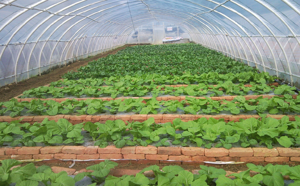 棚室蔬菜發(fā)生肥害，經(jīng)濟(jì)收益暴跌！司普沃來告訴您有效預(yù)防措施