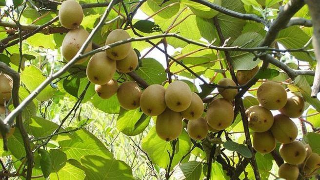 獼猴桃果園防凍及補救措施都有哪些呢？速看司普沃這篇文章