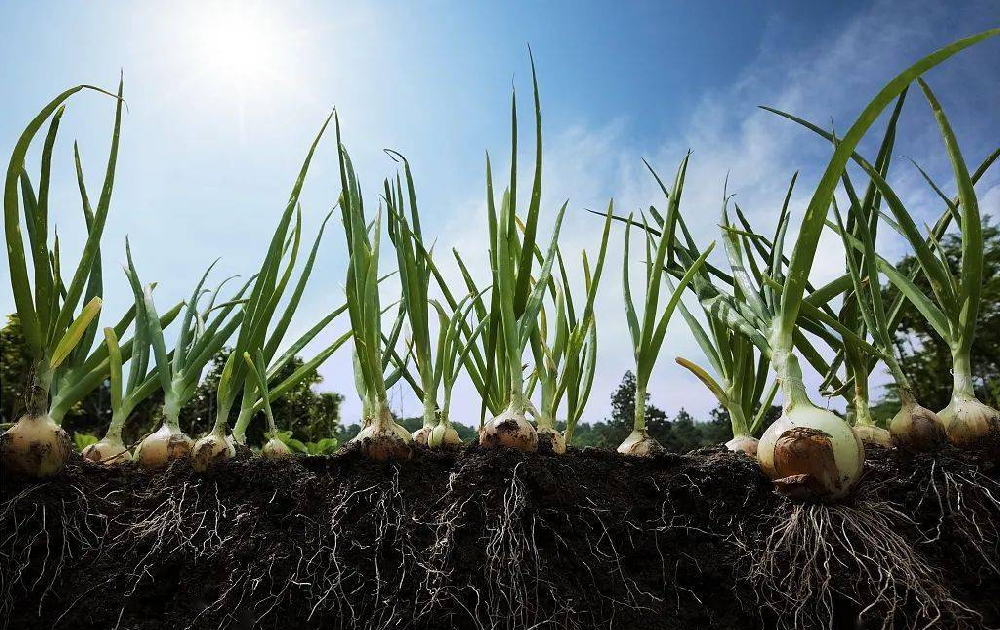 根系受損了，作物必定減產(chǎn)！與司普沃尋找原因和方法