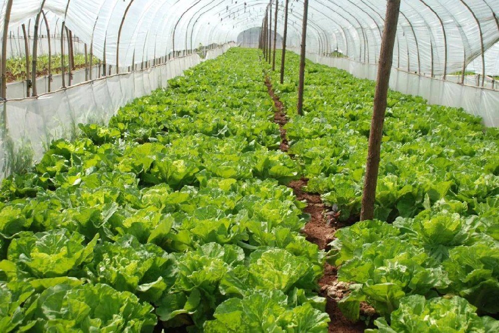 冬季蔬菜生長緩慢，這該怎么辦？司普沃來幫您