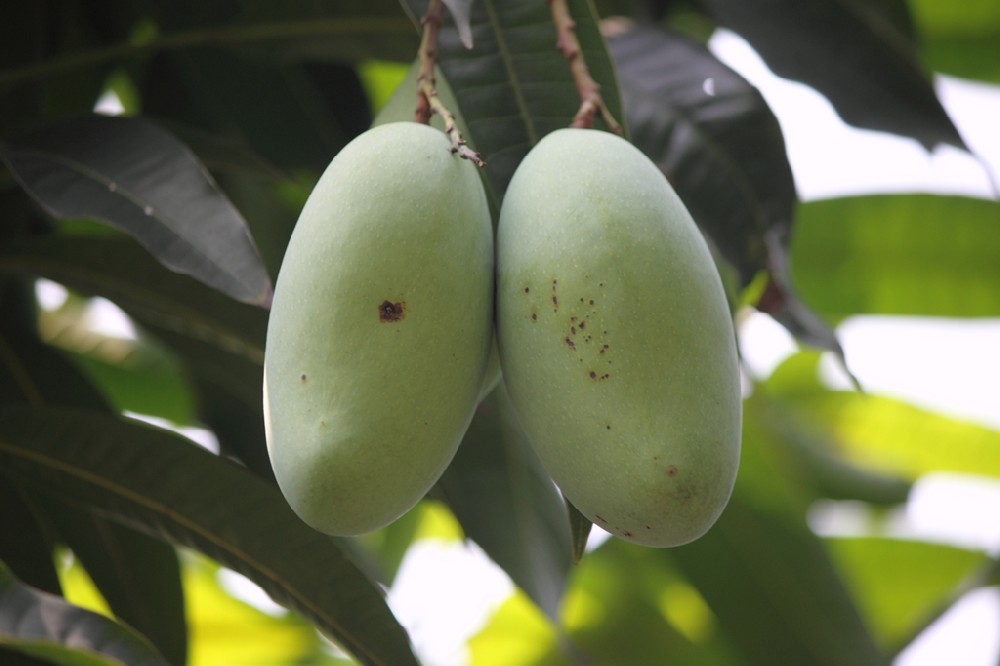 芒果補鈣竟這么重要，你補鈣了嗎？司普沃提醒大家要給芒果補鈣了