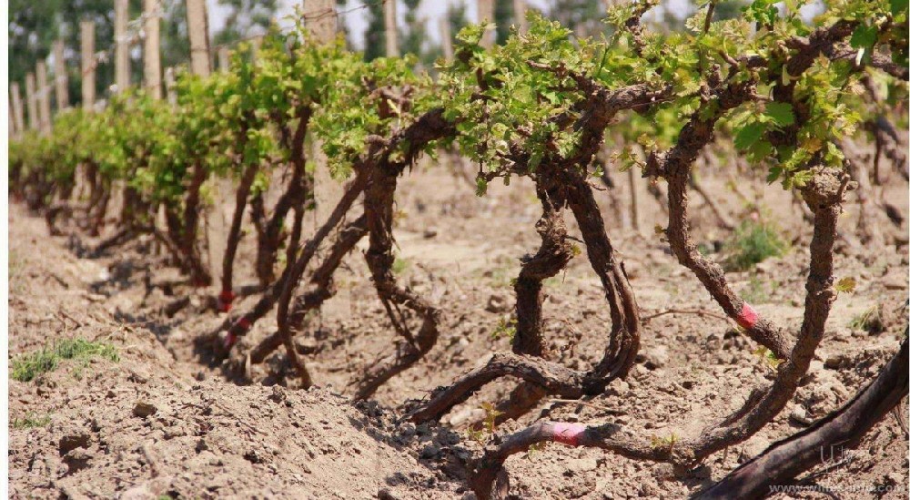 種葡萄卻對葡萄根系不了解，能種好嗎？司普沃邀您一起來暢聊