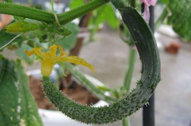 黃瓜中后期早衰現象多發(fā)，如何來防治，司普沃告訴您