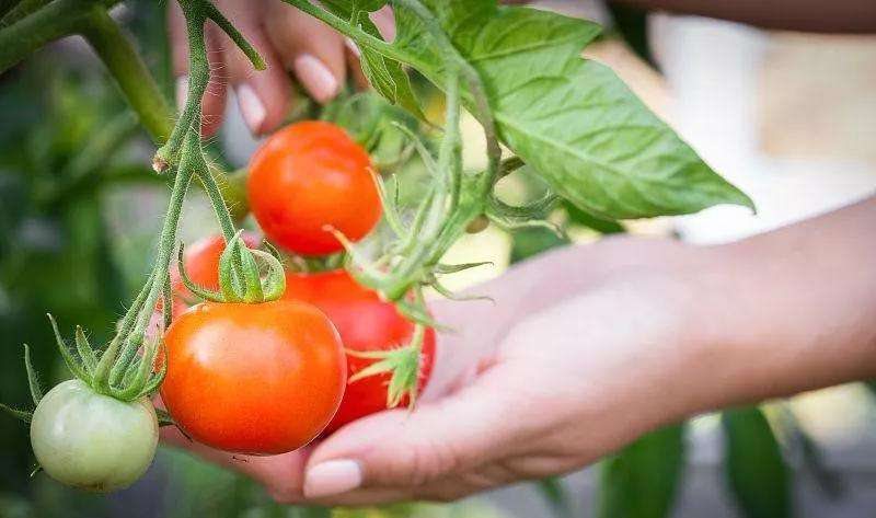 番茄死苗爛棵原因分析及對策，速看司普沃這篇文章