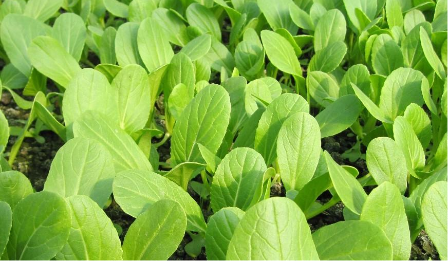 小白菜長得好不好，關(guān)鍵看這4點，簡單又高產(chǎn)