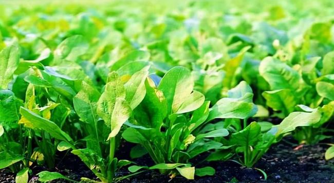 葉面追肥要用到點上，才能起到*大效果，勿做無用功