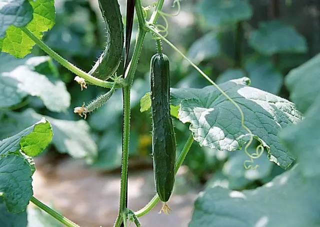 黃瓜結(jié)瓜盛期歇茬了，什么原因，如何治