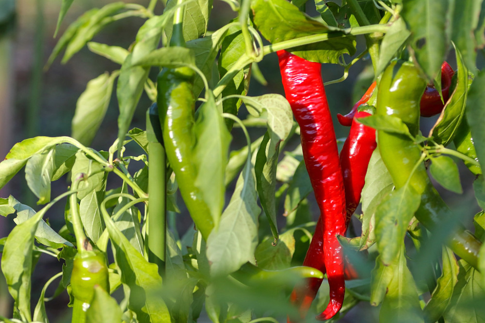 辣椒出現(xiàn)落花落果，原因和防治方法來了，速看