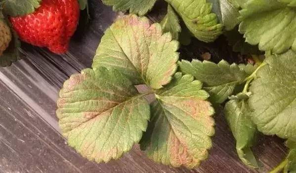 草莓葉片發(fā)紅，不容忽視，看看怎么防治