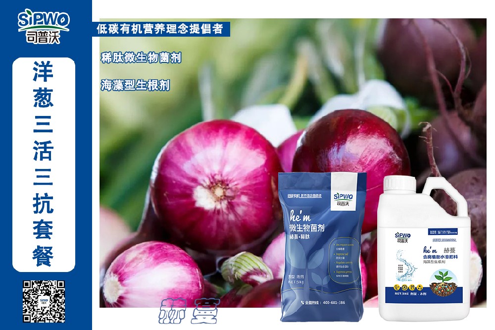 掌握這幾點(diǎn)洋蔥高產(chǎn)栽培技術(shù)，產(chǎn)量翻一番