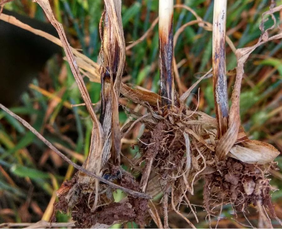 小麥全蝕病發(fā)病癥狀及防治措施