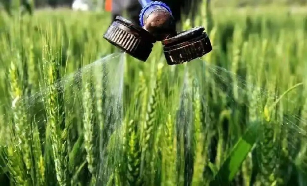 如何科學(xué)施用葉面肥？種植戶可長點心！