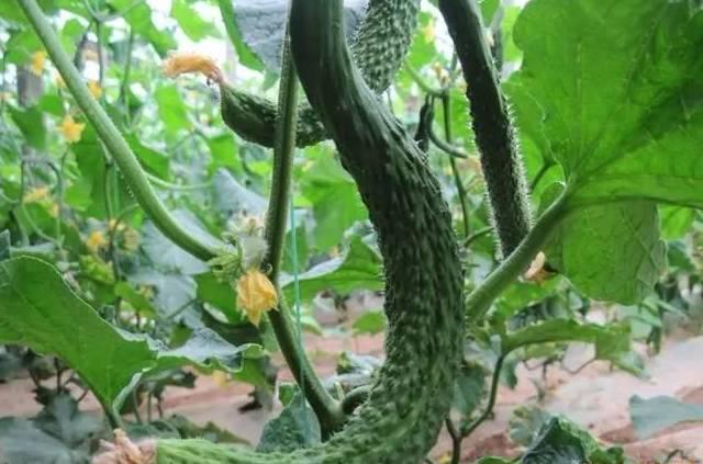 黃瓜主莖不生長，是怎么回事？要如何解決