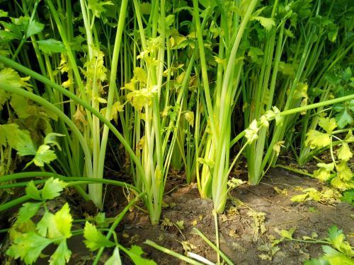 芹菜根系差，小老苗現(xiàn)象嚴(yán)重，速查原因和解決方法