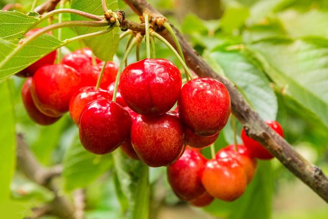 櫻桃死樹現(xiàn)象嚴重，是什么原因，如何防治